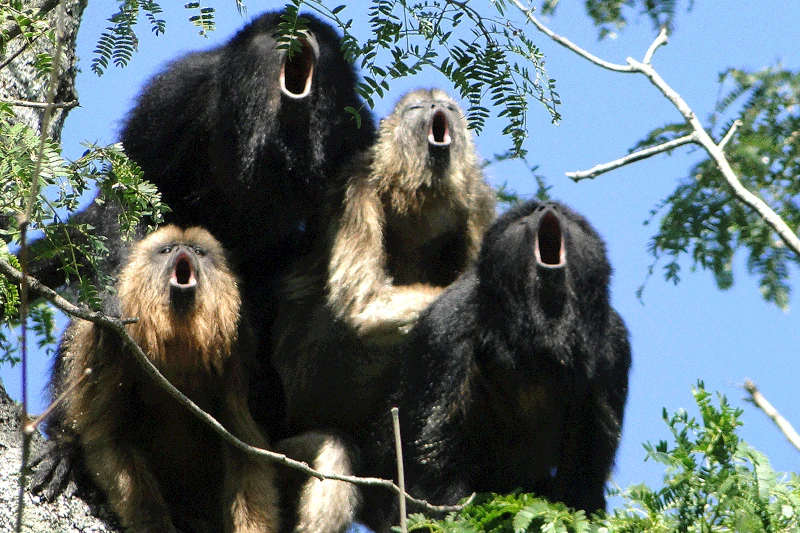 Fauna of Manu National Park