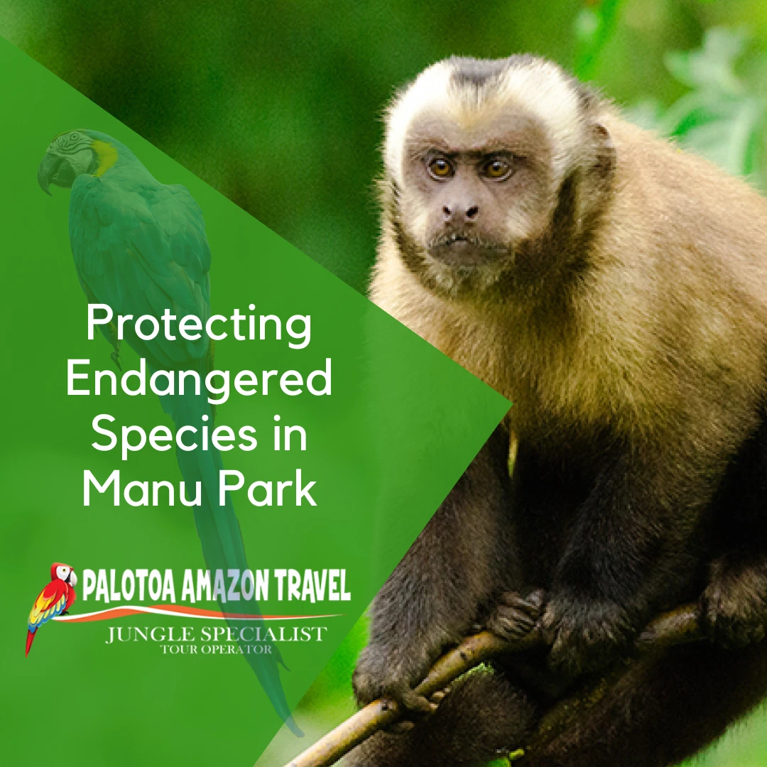 Protecting Endangered Species in Manu Park - Palotoa Amazon Travel