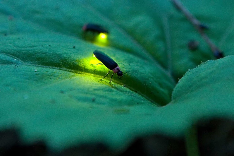 Fireflies in Peru's Rainforest