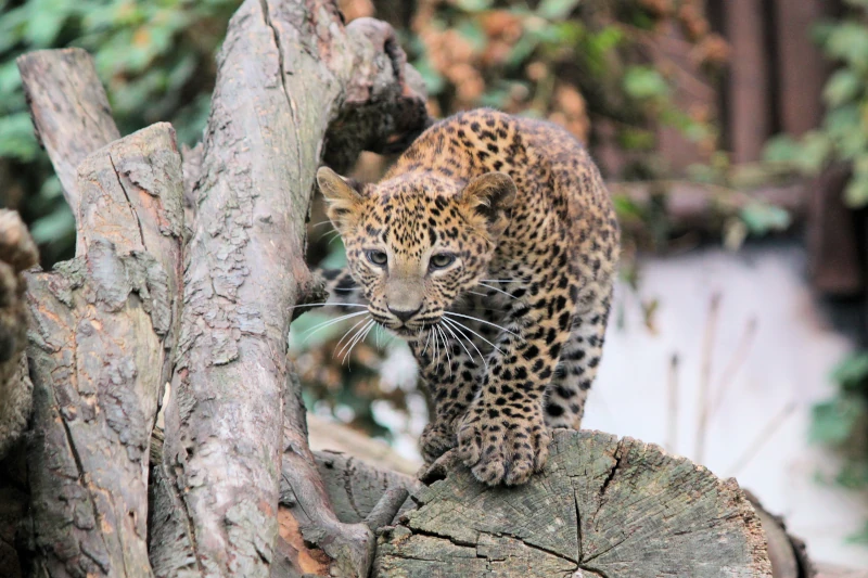 Jaguars of Manu National Park