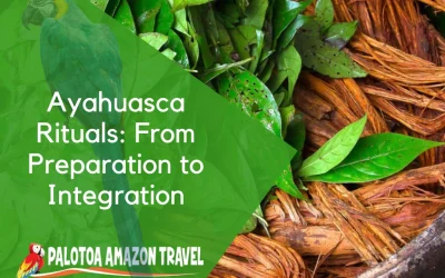Ayahuasca Rituals: From Preparation to Integration