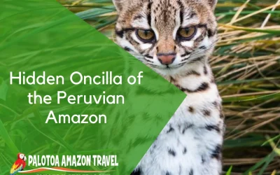 Hidden Oncilla of the Peruvian Amazon