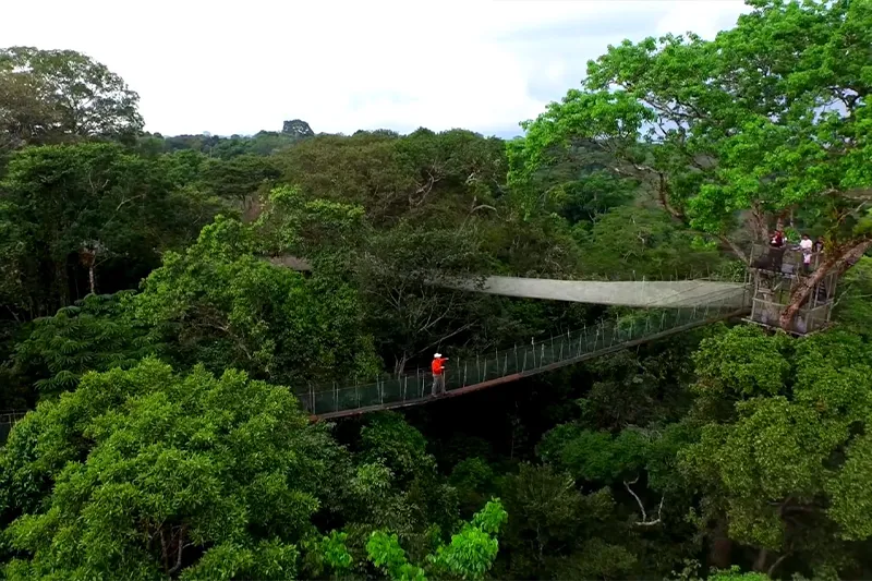 Amazon Canopy Walk: A Sky-High Adventure