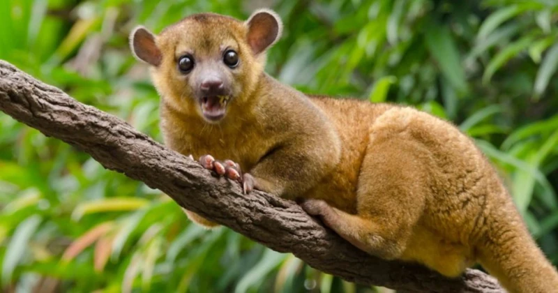 10 Animals of the Peruvian Jungle that You Didn’t Know!