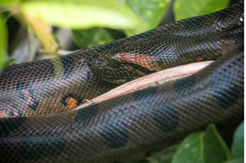 Venomous Snakes Of The Amazon Basin