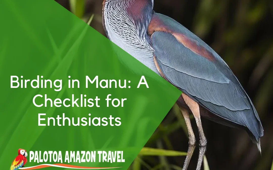 Birding in Manu: A Checklist for Enthusiasts
