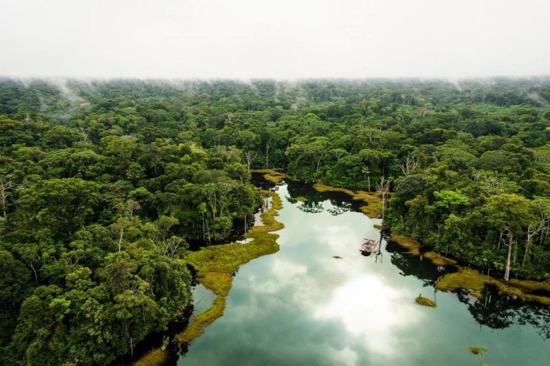 10 Surprising Facts About the Amazon Rainforest - Palotoa Amazon Travel