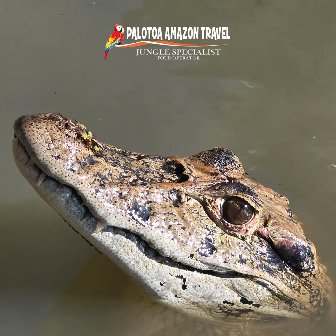 Palotoa Amazon Travel 