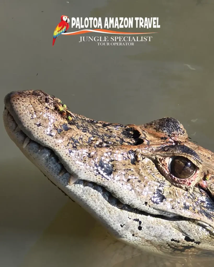Palotoa Amazon Travel