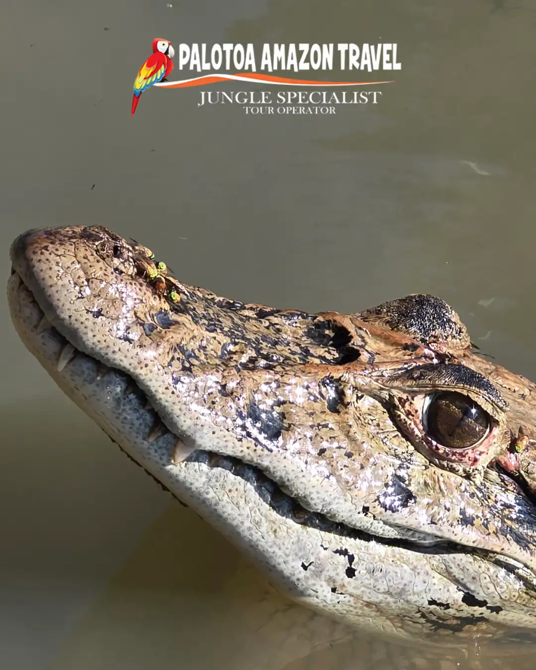Palotoa Amazon Travel