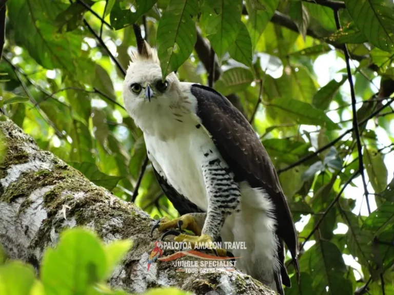 adventure-awaits-in-the-amazon-palotoa-travel