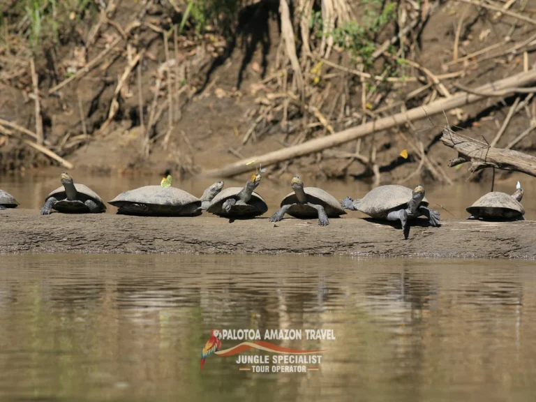 palotoa-amazon-travel-jungle-adventure