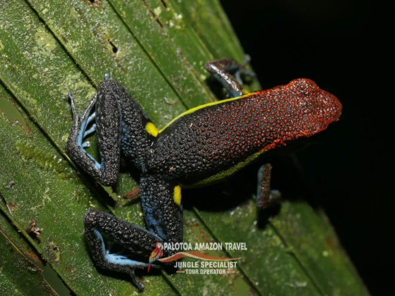 amazon-wildlife-experience-palotoa-travel