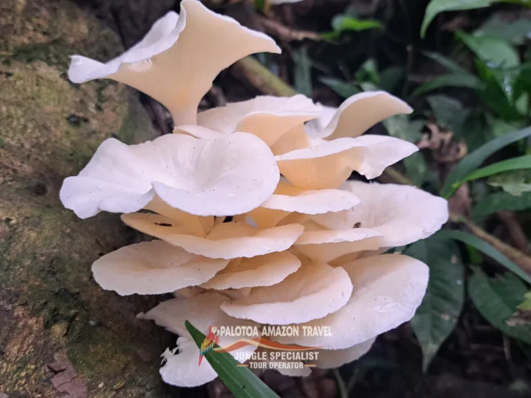 deep-in-the-amazon-with-palotoa-travel