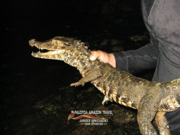 experience-nature-at-its-best-palotoa-travel