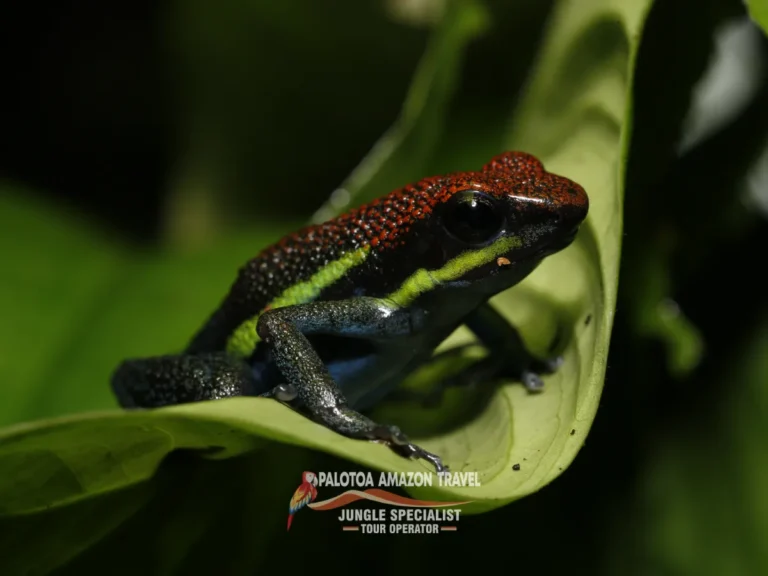 sustainable-tours-in-the-amazon-rainforest