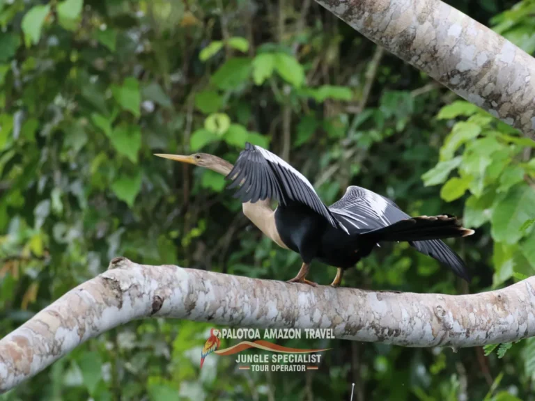 unforgettable-amazon-expeditions-palotoa-travel