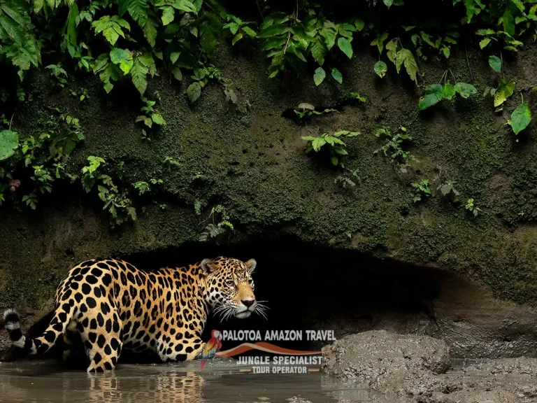 deep-jungle-trekking-palotoa-amazon-travel