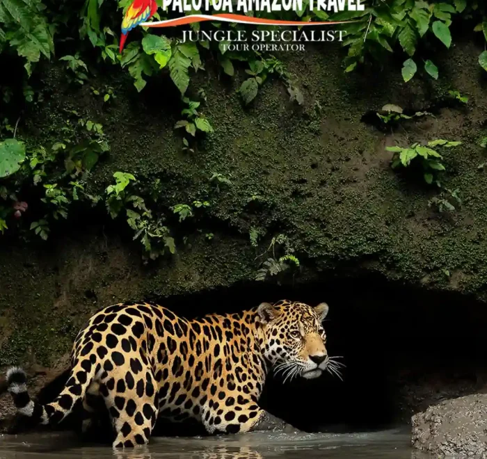 Palotoa Amazon Travel