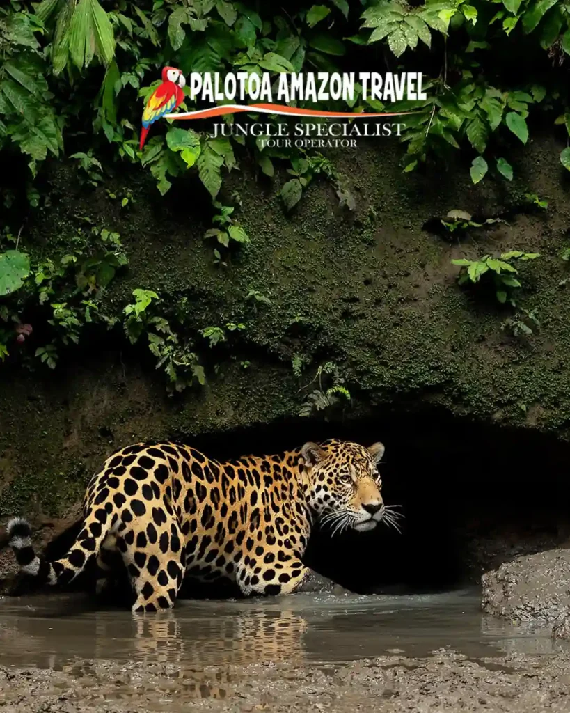 Palotoa Amazon Travel