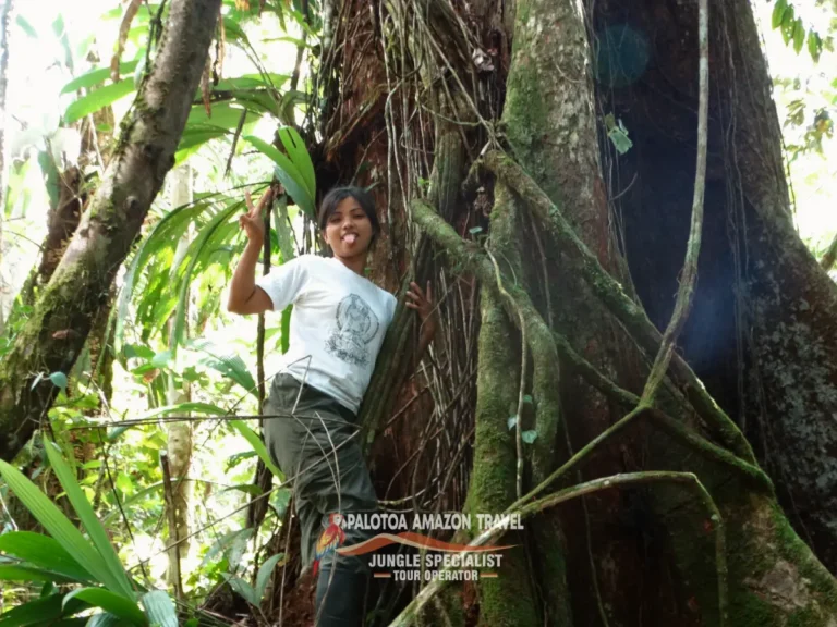 trees-in-palotoa-amazon