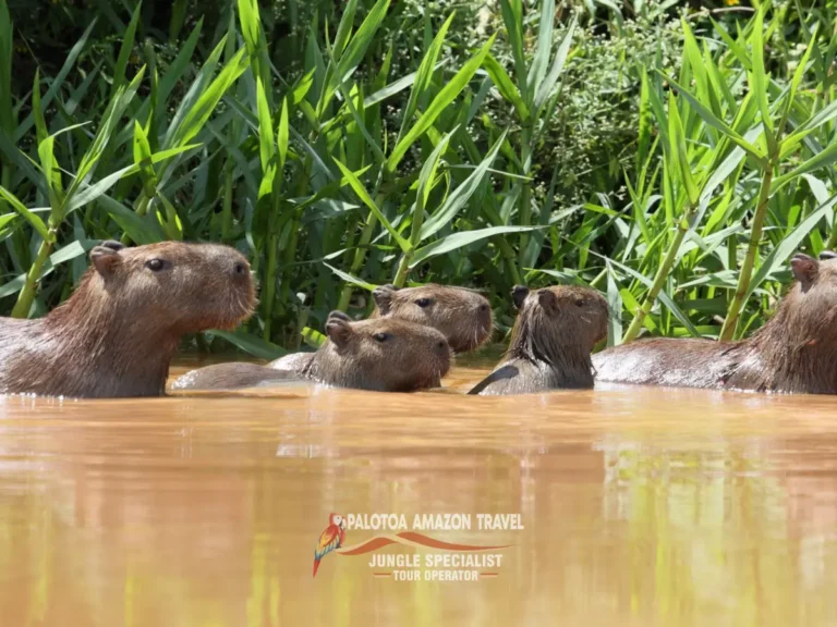 capybaras-in-palotoa-amazon