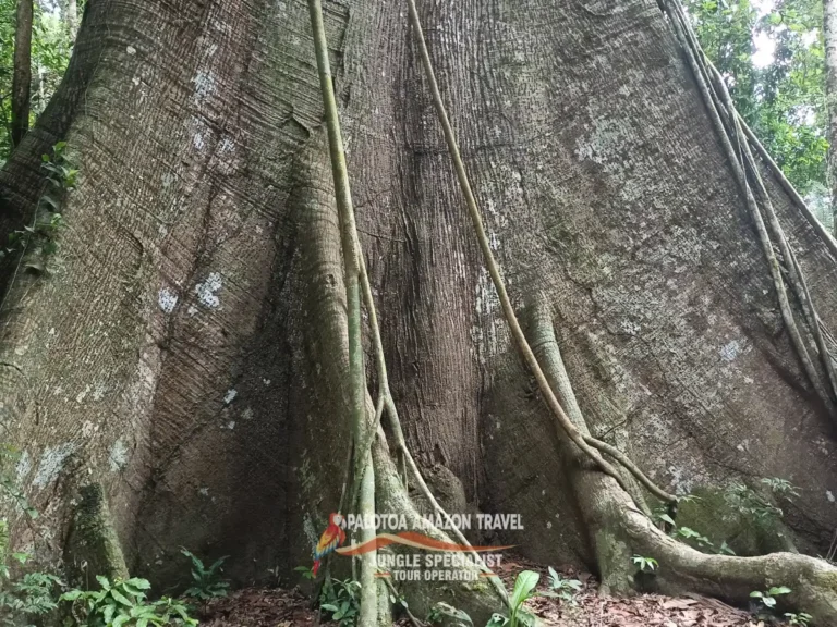 big-tree-in-palotoa-amazon-travel