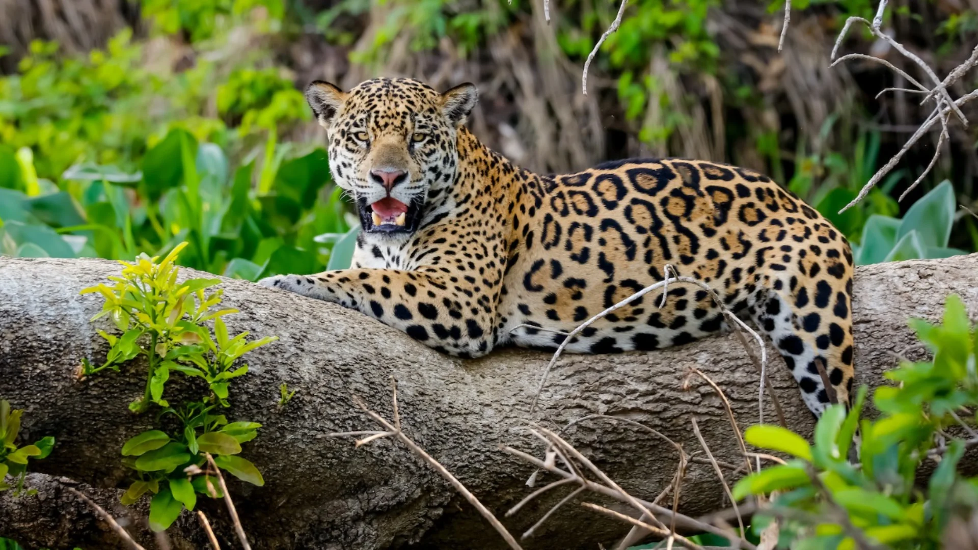 In the heart of the Amazon rainforest, a powerful predator reigns supreme. The jaguar, with its striking rosette-patterned coat, is a symbol of strength and mystery. Unlike most big cats, this majestic creature is an adept swimmer, navigating the Amazon's vast waterways with ease. Jaguars are not just land hunters; they excel in water, showcasing their adaptability. This unique skill allows them to hunt a variety of prey, from capybaras to caimans. Their presence is vital for maintaining the ecological balance of the Amazon. For travel agents and eco-tourism operators, understanding the jaguar's role is key. It offers a chance to create authentic, sustainable travel experiences. Join us as we explore the world of the Amazon's powerful swimming hunter. The Jaguar: Icon of the Amazon Rainforest The jaguar stands as a formidable icon within the depths of the Amazon rainforest. As the largest cat in the Americas, this apex predator commands respect and awe. Its muscular physique and majestic coat set it apart, making it a centerpiece of jungle life. Recognizing the jaguar's vital role involves understanding its unique adaptations. These include: Powerful jaws capable of piercing skulls Exceptional swimming skills Masterful camouflage in dense foliage Jaguars maintain the balance of the ecosystem by controlling prey populations. Their presence signals a healthy environment, rich with biodiversity. For indigenous cultures, the jaguar holds symbolic power, embodying strength and resilience. Protecting this iconic species ensures the preservation of the Amazon's intricate web of life, crucial for future generations. Master of Water: The Jaguar’s Unique Swimming Abilities Unlike most big cats, the jaguar in Amazon Rainforest excel in water. It showcases extraordinary aquatic prowess. This remarkable skill sets them apart in the animal kingdom, particularly in the Amazon's vast waterways. Their robust bodies allow them to swim gracefully and efficiently through rivers and flooded forests. Jaguars’ swimming abilities open up a world of hunting opportunities. Water becomes an ally as they silently stalk prey along the riverbanks. Their ability to traverse these aquatic terrains expands their hunting territory, offering access to a diverse array of prey. Key aspects of the jaguar’s swimming prowess include: Proficient navigation of swift currents Stealth in water-based hunting Capacity to tackle aquatic prey like caimans Adaptability in water aids jaguars in traversing the Amazon’s flooded regions during the wet season. This natural skill also enables them to hunt during this period when prey like capybaras gather near water sources. Observing a jaguar swimming is a testament to its adaptability and highlights the complexity of its predatory skills in the Amazon rainforest. Hunting in the Amazon: Techniques and Prey The jaguar in the Amazon rainforest stands out as a formidable predator. Known for its strength and stealth, it employs unique hunting techniques that demonstrate its prowess. Unlike other big cats, the jaguar uses its powerful jaws to crush skulls, ensuring a quick kill. Amazon Jungle Jaguars display incredible versatility in their choice of prey, which reflects the rich biodiversity of the Amazon. From mammals to reptiles, their diet includes: Capybaras, the world's largest rodents Caimans, which require considerable strength to overpower Fish, caught by swiping into the water with dexterity Their solitary nature ensures they have large hunting territories. A single jaguar cat may claim an area up to 50 square miles, rich in prey diversity. This territorial behavior supports their solitary lifestyle and hunting needs. Observing a jaguar hunt in the Amazon is a captivating experience. It's a blend of strategy and raw power, revealing how these cats have adapted to one of Earth’s most challenging environments. Ecological Role: Keystone Species of the Amazon The jaguar's presence in the Amazon rainforest is vital for maintaining ecological balance. As a top predator, this majestic creature helps control the populations of various prey species. Its role as a regulator ensures that no single prey species dominates and disrupts the ecosystem. Amazon Jungle Jaguar contribute significantly to the health of the biodiversity. Their selective hunting keeps: Herbivores like capybaras in check Caimans from becoming too numerous The food chain balanced Their influence extends beyond direct predation. By maintaining prey dynamics, jaguars indirectly support vegetation diversity. This balance allows plant species to flourish without overgrazing pressures from herbivores. The presence of a jaguar cat in the Amazon rainforest indicates a thriving ecosystem. Their need for large territories and abundant prey reflects a healthy and diverse habitat, crucial for conservation efforts. Cultural Significance and Indigenous Perspectives In many indigenous cultures of the Amazon, the jaguar is revered as a powerful symbol. This mighty predator embodies strength, agility, and mysticism. It often features prominently in their myths, illustrating the deep connection between people and nature. Jaguars hold more than just symbolic importance. They play a role in the spiritual and cultural practices of various tribes. To these communities, the presence of the jaguar signifies: Spiritual protection and guardianship Embodiments of courage and power Connection to ancestral wisdom Indigenous peoples view the jaguar as part of their heritage. Their stories and rituals highlight the need for conservation, emphasizing respect and coexistence with nature's powerful forces. Conservation Challenges and Sustainable Tourism Amazon Rainforest Jaguars face numerous threats due to human activities. Deforestation for agriculture and mining significantly reduces their habitat. These practices fragment territories, disrupting the jaguar's ability to hunt and thrive. Poaching and illegal wildlife trade further escalate the risks. Jaguars are hunted for their beautiful pelts and parts, contributing to dwindling populations. Despite conservation laws, enforcement remains challenging in remote areas. Sustainable tourism offers a glimmer of hope. By promoting eco-friendly travel practices, tourism can support conservation efforts. Visitors can engage with local communities, boosting the economy and fostering environmental stewardship. To support sustainable tourism, operators can focus on: Eco-lodges that minimize environmental impact Tours led by indigenous guides sharing cultural insights Wildlife watching programs supporting conservation These strategies create a win-win scenario. They provide authentic experiences for travelers while enhancing jaguar protection. Such efforts sustain the delicate balance of the Amazon's ecosystem and its iconic swimming hunter. Experiencing Jaguars in the Wild: Travel Tips for Agents and Eco-Operators Experiencing the majesty of jaguars in their natural habitat is an exhilarating prospect. For travel agents and eco-tourism operators, tailoring experiences around these powerful cats offers a chance to engage deeply with nature. Travelers are increasingly seeking encounters that emphasize conservation and cultural awareness. Crafting an itinerary that respects the jaguar's elusive nature requires thoughtful planning. Rainforest excursions should include expert guides who understand the environment and its inhabitants. Their insights are invaluable for navigating the complex ecosystems of the Amazon. Consider incorporating these elements into your travel packages: Guided nocturnal river safaris to observe jaguars in action Educational workshops on jaguar ecology and conservation efforts Visits to indigenous communities to learn about cultural perspectives By designing these enriching experiences, travel professionals not only offer unique adventures but also contribute to preserving the habitat of the Amazon’s renowned swimming hunter. Conclusion: Protecting the Amazon’s Swimming Hunter The jaguar, with its unmatched prowess and cultural significance, stands as an icon of the Amazon’s vibrant ecosystem. Protecting this extraordinary feline requires concerted efforts from all facets of society. By promoting conservation and supporting sustainable tourism, we ensure that future generations can witness the wonders of the jaguar in its natural realm. Let’s safeguard this majestic hunter for the health of our planet.