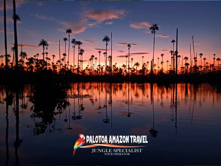 adventure-packed-rainforest-journey-palotoa