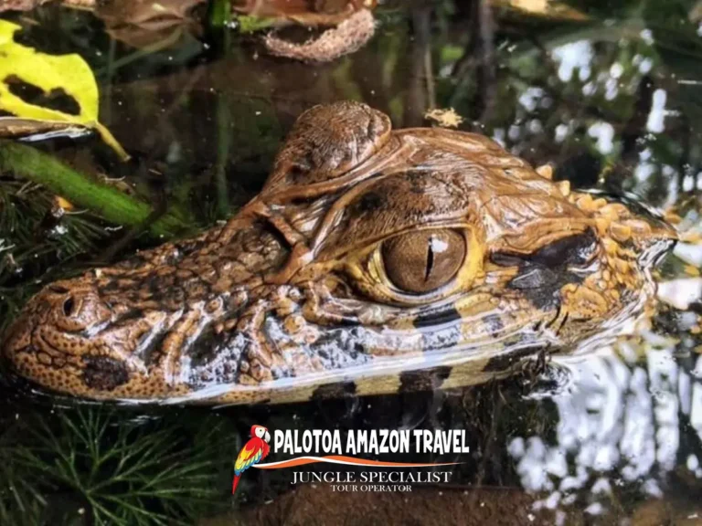 unique-wildlife-encounters-palotoa-travel