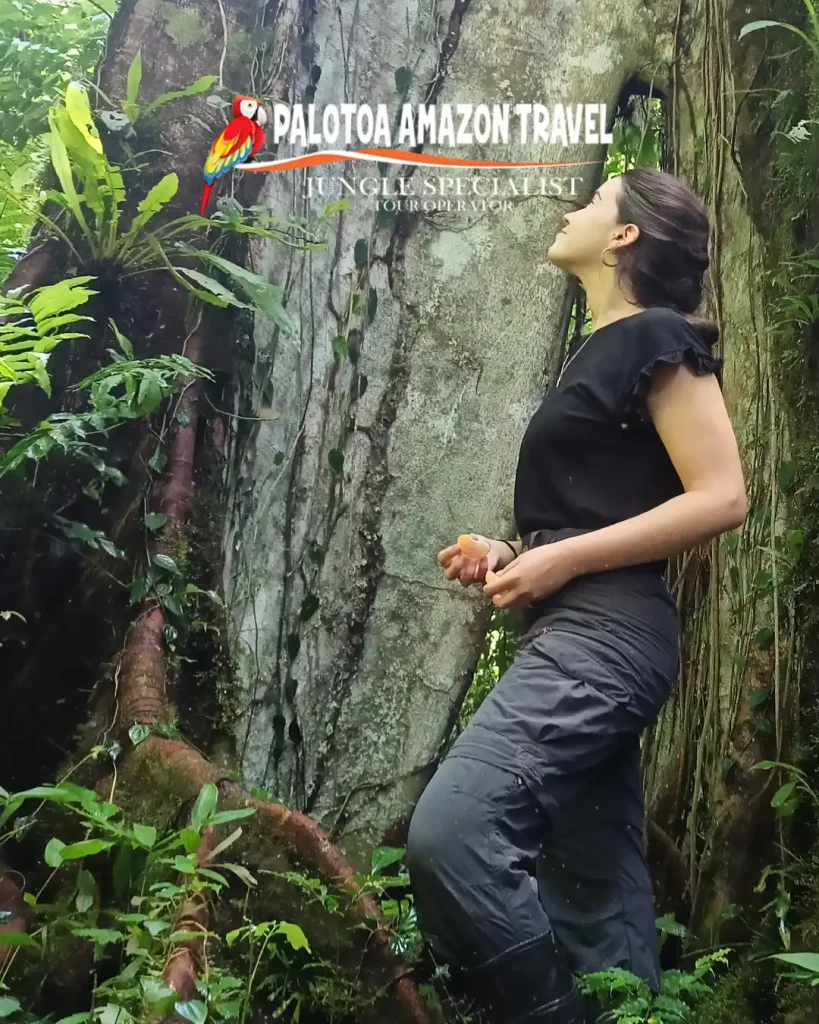 Palotoa Amazon Travel