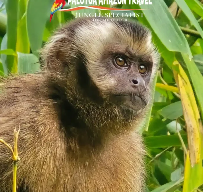 Palotoa Amazon Travel