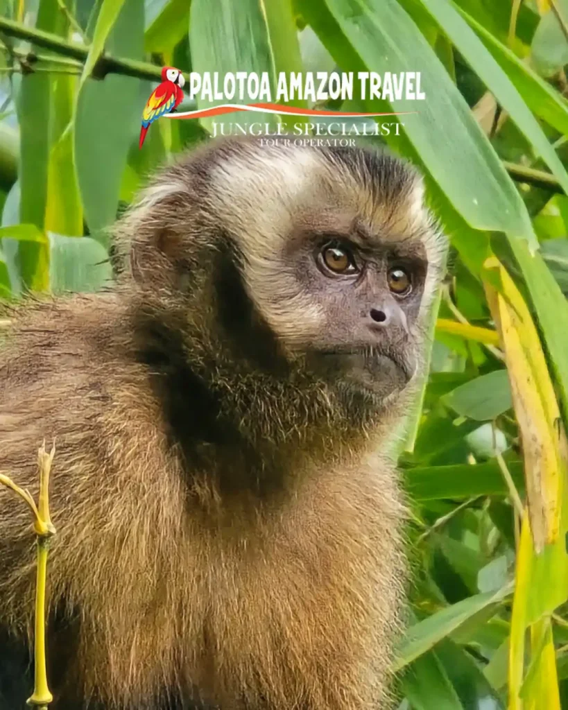 Palotoa Amazon Travel