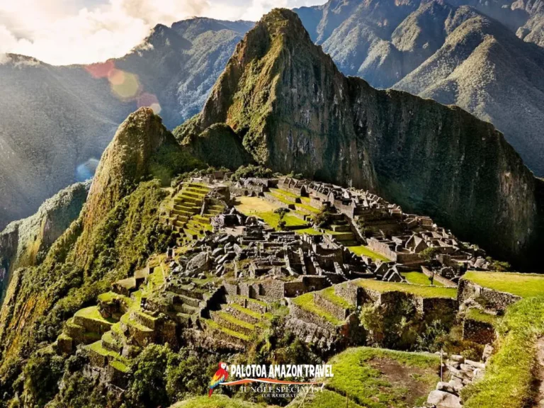 experience-untouched-amazonian-wildlife-palotoa