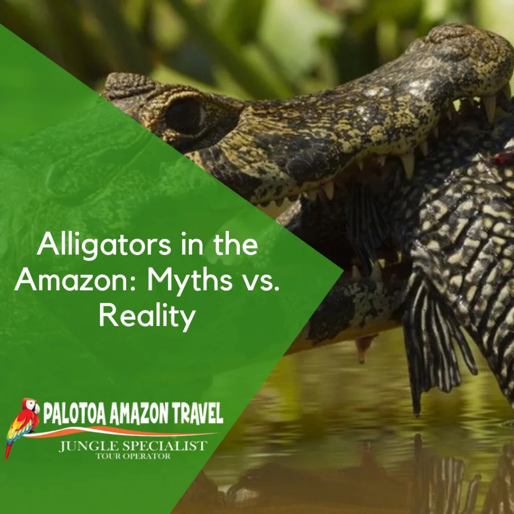 Alligators in the Amazon
