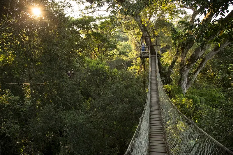 Amazon-Canopy-Walk-A-Sky-High-Adventure