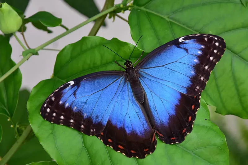 Amazon-Canopy-Walk-A-Sky-High-Adventure