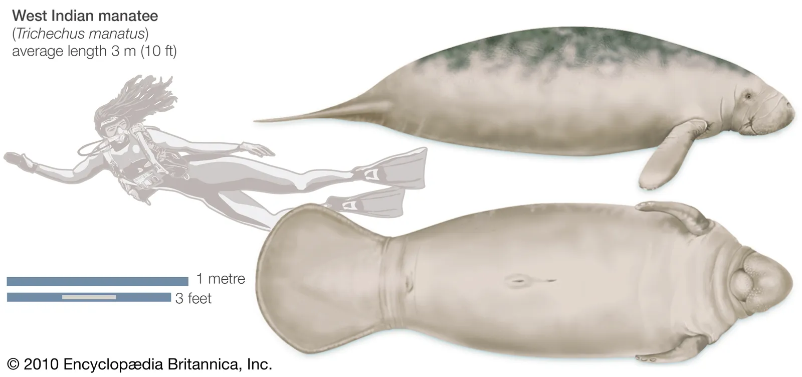 Amazonian Manatee Habitat and Distribution