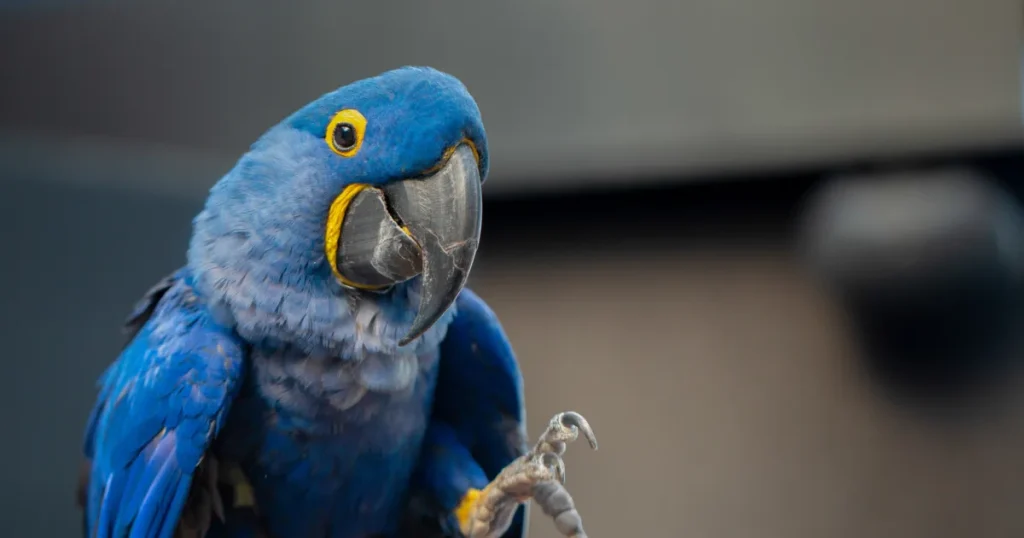 Hyacinth Macaw