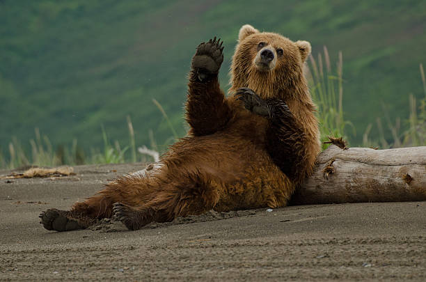 Lazy Bear