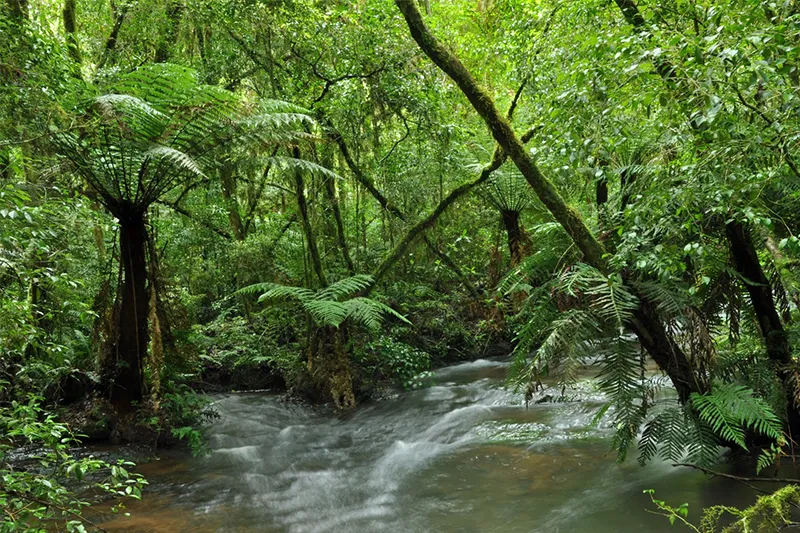 Secrets of the Manu Biosphere Reserve