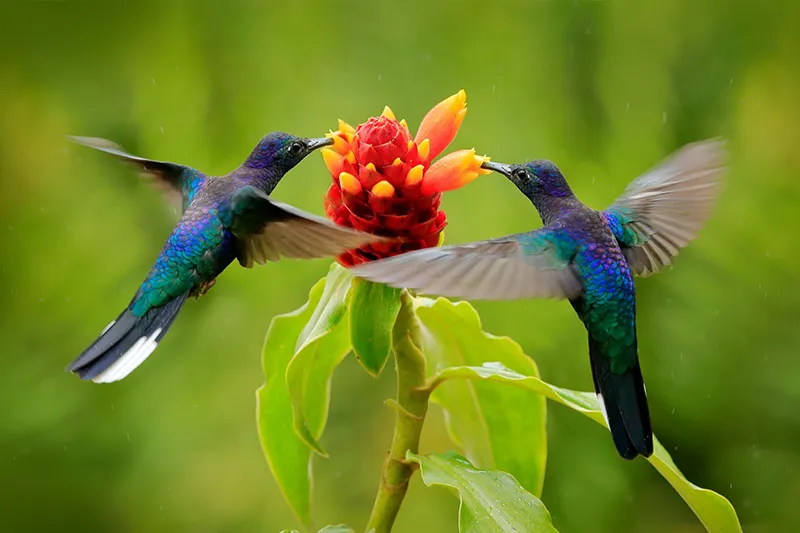 Secrets of the Manu Biosphere Reserve