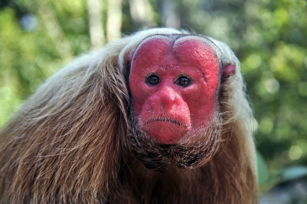 Uakari Monkey
