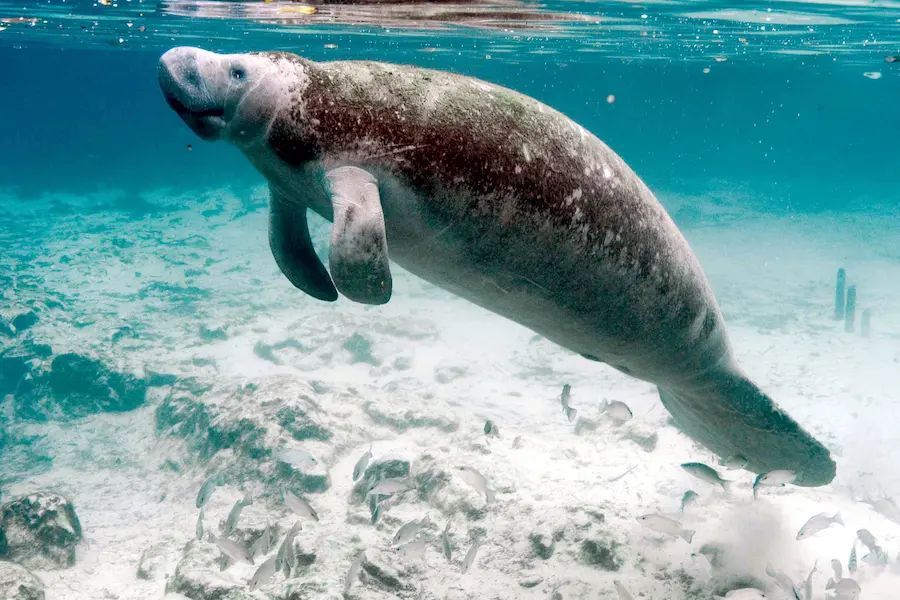 What Is the Amazonian Manatee?