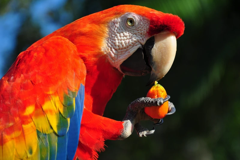 Wildlife Rescues in Manu Park
