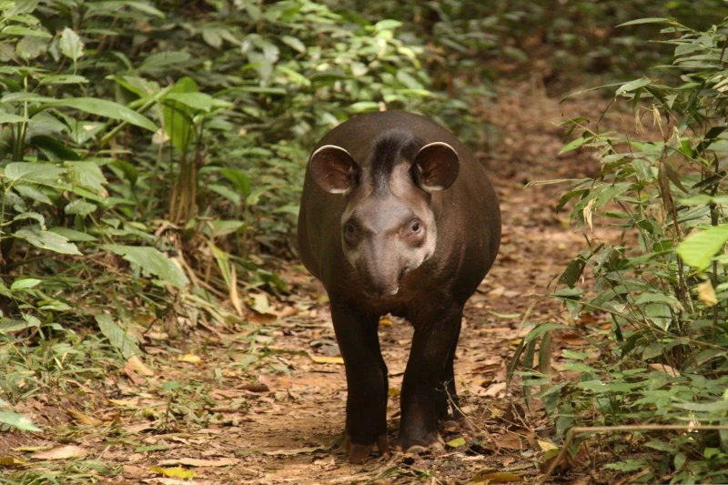 Tapir