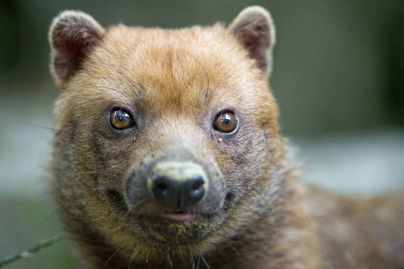 bushdog