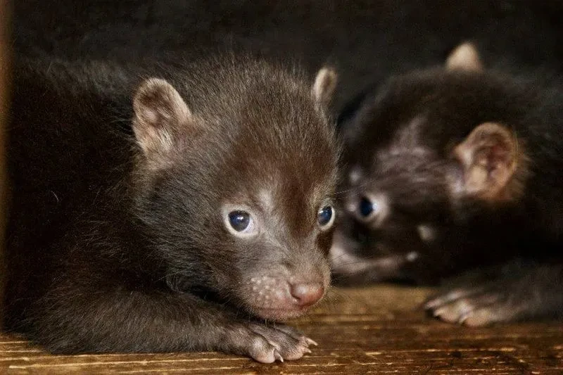 bushdog