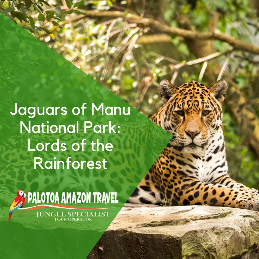 Jaguars