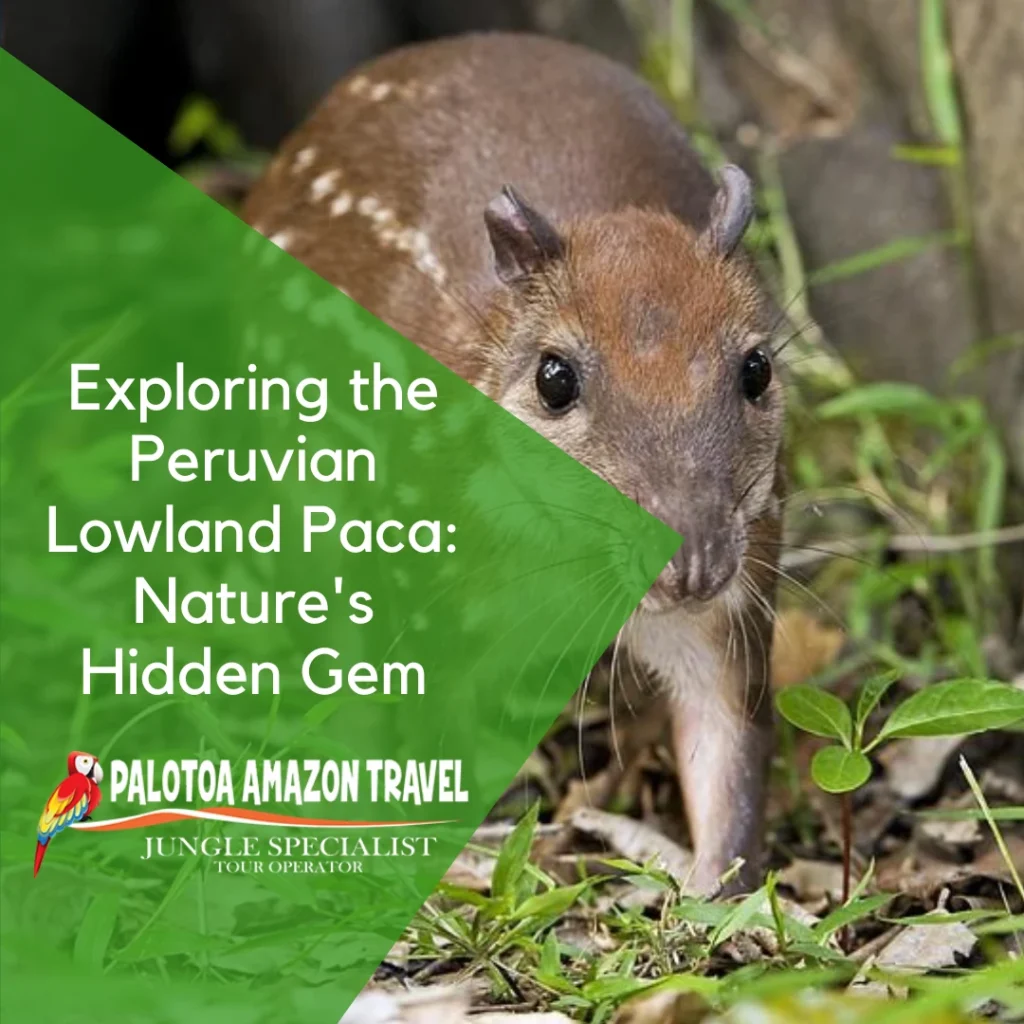 Peruvian Lowland Paca